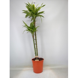 Dracaena fr de 'LemonLime'