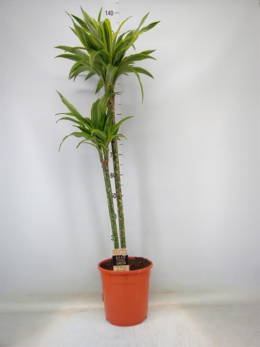 <h4>Dracaena fr de 'LemonLime'</h4>