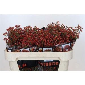 Rosa Aut Rosefruits 70cm