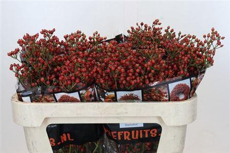 <h4>Rosa Aut Rosefruits 70cm</h4>