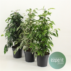 Ficus benjamina Royal Mix P17 2-3 srt.