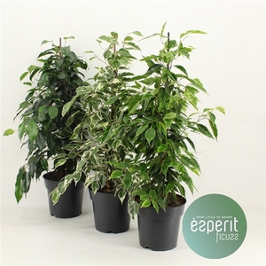 Ficus benjamina Royal Mix 2-3 srt.