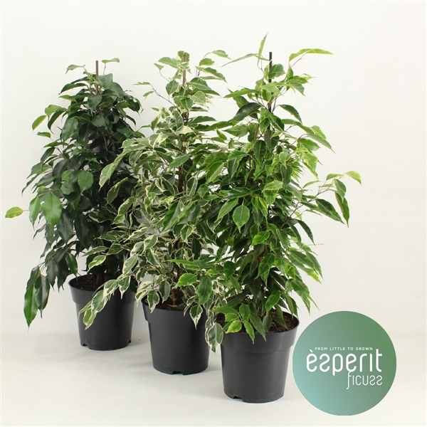 <h4>Ficus benjamina Royal Mix 2-3 srt.</h4>