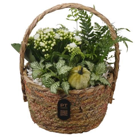 <h4>PTHI3289 Arrangement Autumn Indoor in rieten mand</h4>