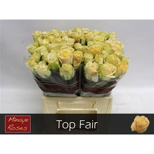R Gr Top Fair!