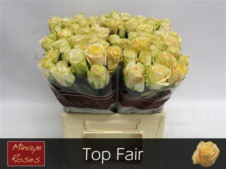 <h4>R Gr Top Fair!</h4>