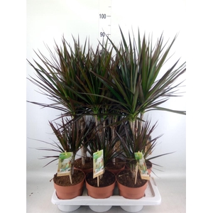 Dracaena marg. 'Magenta'