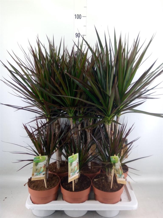 <h4>Dracaena marg. 'Magenta'</h4>