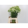 Ammi Visnaga