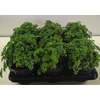 Petroselinum crispum