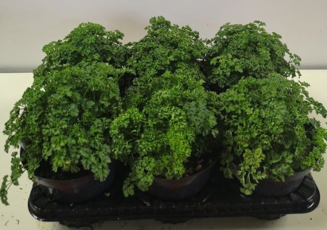Petroselinum crispum