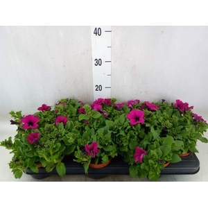 Petunia  'Sunpleasure Purple'