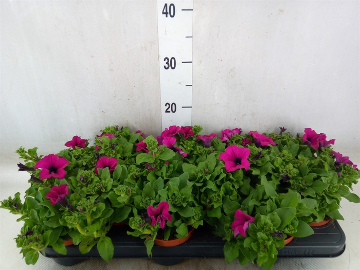 <h4>Petunia  'Sunpleasure Purple'</h4>