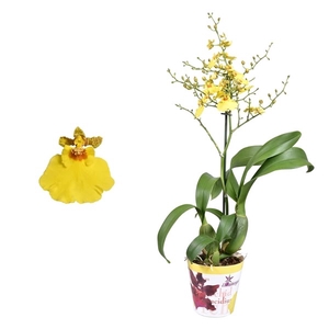 Oncidium 'Münsterland Stern' 1 tak met potcover 12 cm