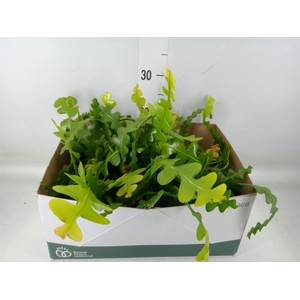 Epiphyllum anguliger