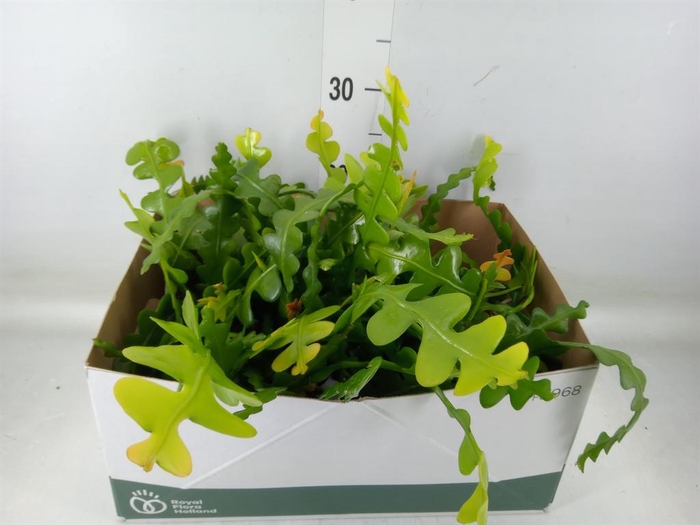 <h4>Epiphyllum anguliger</h4>