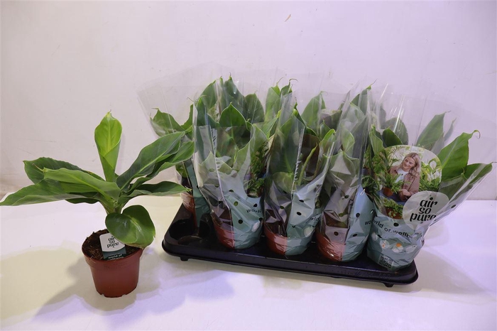 <h4>Musa Tropicana</h4>