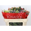Hypericum Rainbow Romance Spray