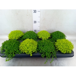 Soleirolia soleirolii   ...mix 2