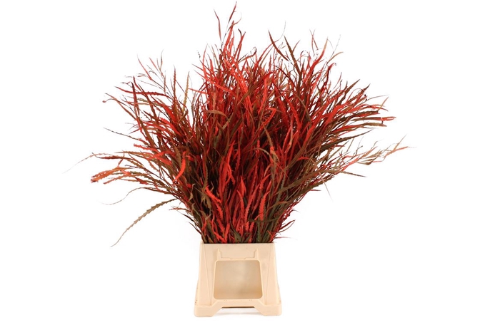 <h4>Grevillea Rood</h4>