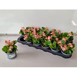 Begonia semperflorens