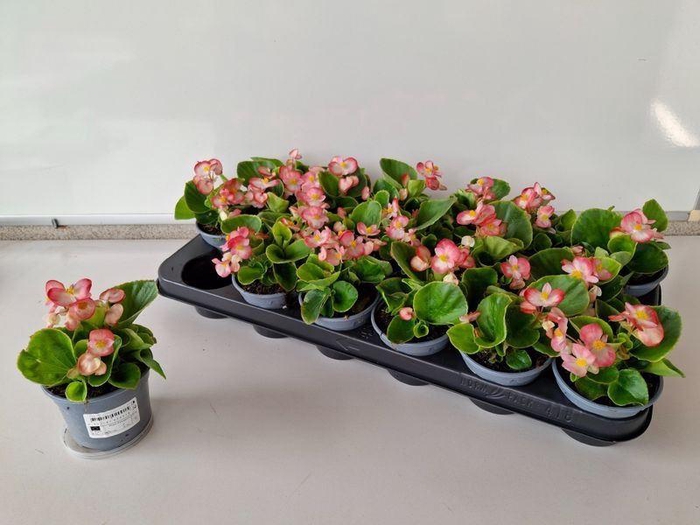 <h4>Begonia semperflorens</h4>