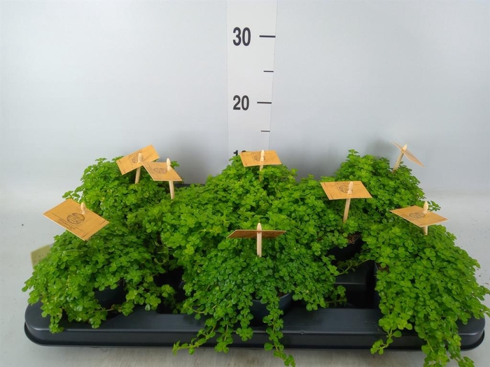 <h4>Pilea depressa</h4>