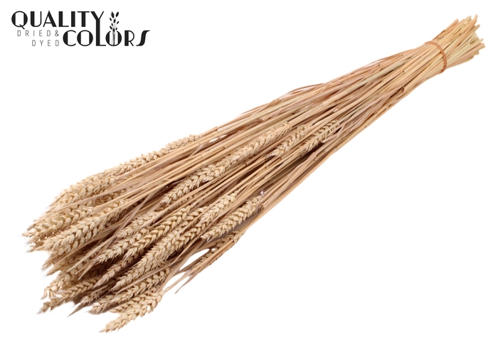 <h4>Triticum (sunbleached) per bunch Frosted White</h4>