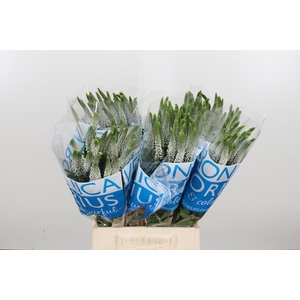 Veron Smart Luna Wit