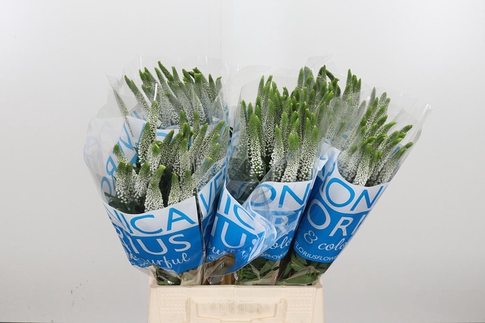 <h4>Veron Smart Luna Wit</h4>