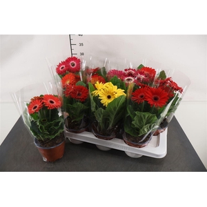 Gerbera 12 Cm. P. Gemengd