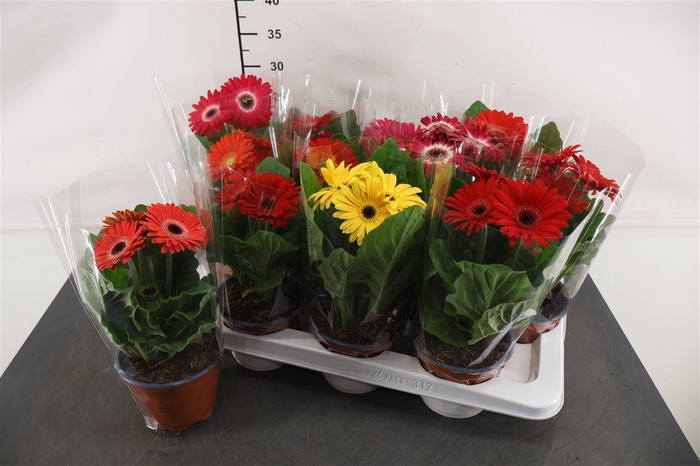 <h4>Gerbera 12 Cm. P. Gemengd</h4>