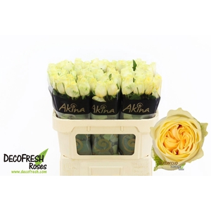 Rosa gr Buttercup