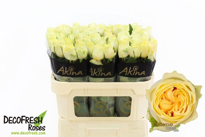 <h4>Rosa gr Buttercup</h4>