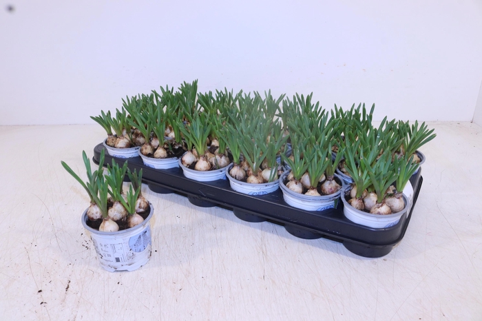 <h4>MUSCAR ARMENIACUM</h4>