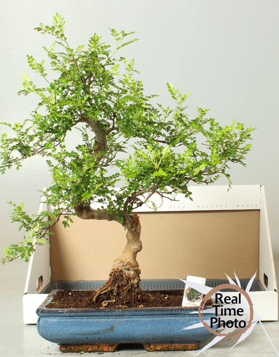 <h4>BONSAI GEM</h4>