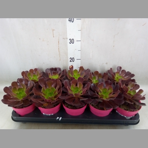 Aeonium arboreum 'Velours'