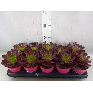 Aeonium arboreum 'Velours'