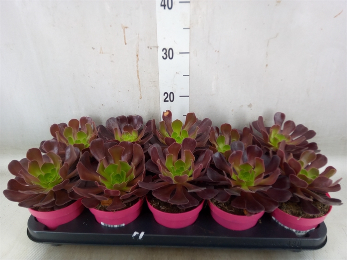 <h4>Aeonium arboreum 'Velours'</h4>