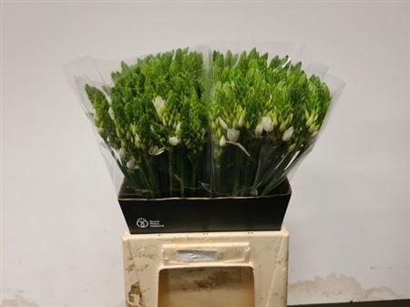 <h4>Ornit Thyrsoides</h4>