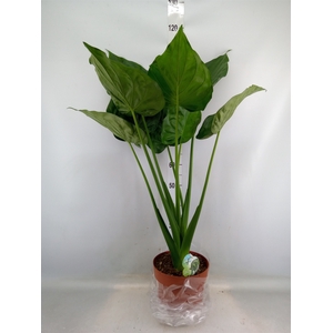 Alocasia cucullata