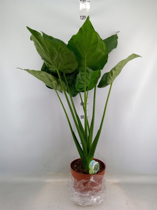 <h4>Alocasia cucullata</h4>