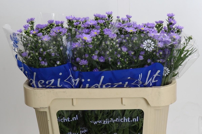 <h4>Aster Cassandra</h4>