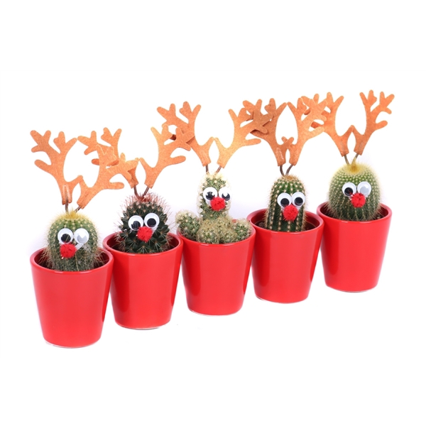 <h4>Cactus 5,5 cm rendier in rode sierpot</h4>