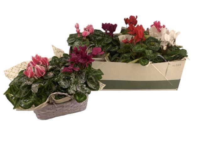 <h4>CYCL OVERIG</h4>