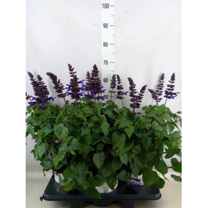 Salvia  'Salgoon Lake Onega Impr.'