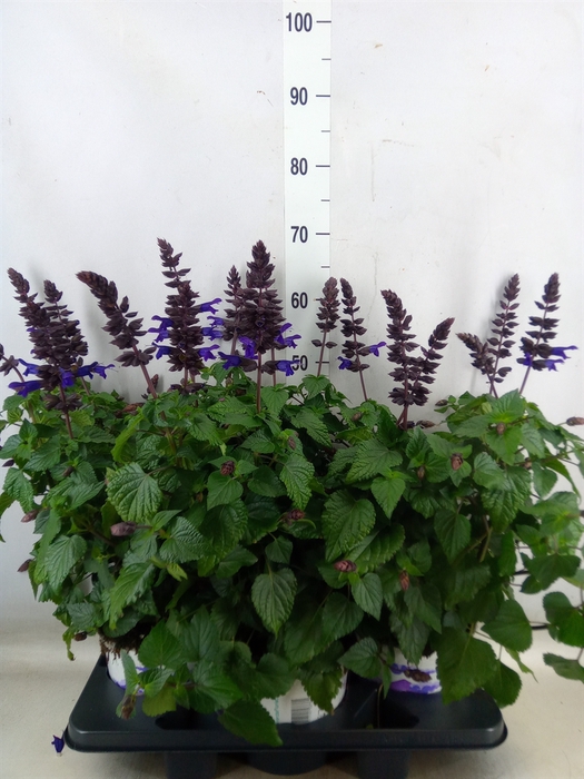 <h4>Salvia  'Salgoon Lake Onega Impr.'</h4>