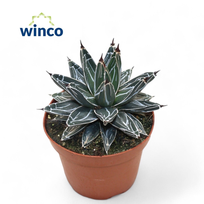 <h4>Agave Victoriae-reginae</h4>