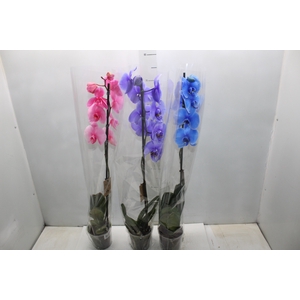 PHALAENOPSIS MULTICOLOR P12