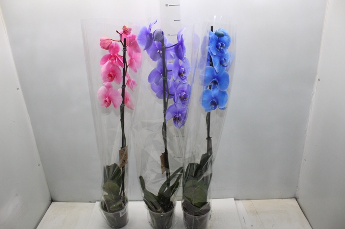 <h4>PHALAENOPSIS MULTICOLOR P12</h4>